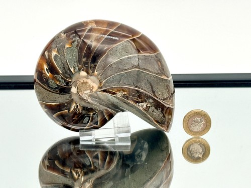 Großes nautilus fossil - nautilus,